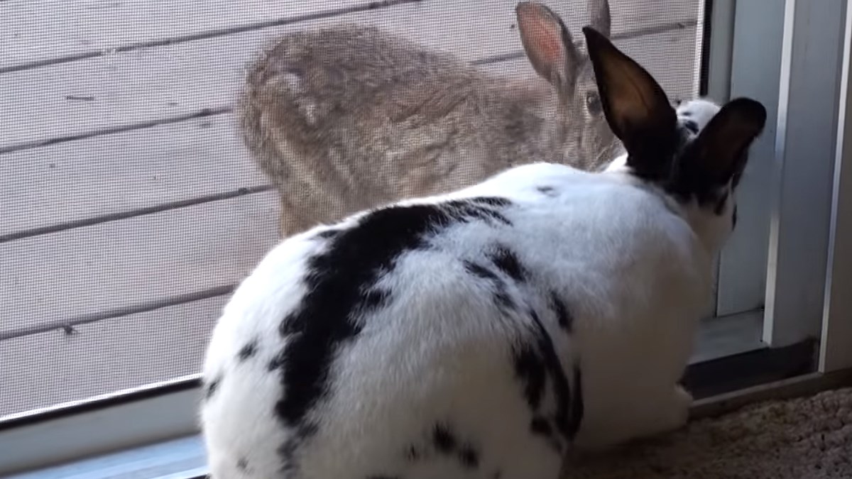 VIDEO Priča o ljubavi Romea i Julije postoji i u životinjskom svijetu